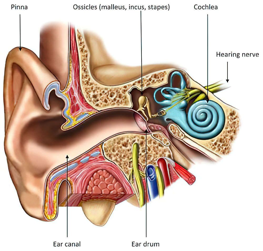 Ear Canal and Tympanic Membrane Anatomy
